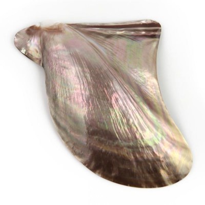 Coquillage pteria penguin - Tailles diverses