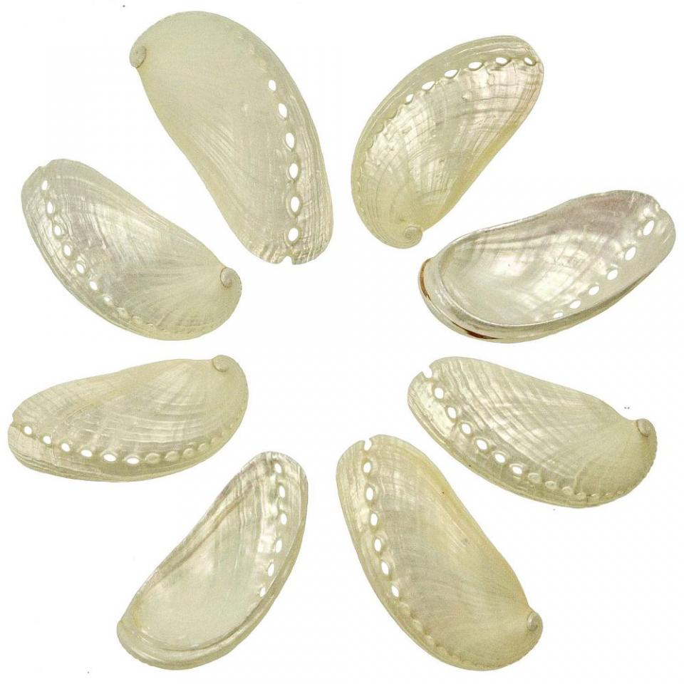 Coquillages haliotis assinina nacrés - 7 à 9 cm -