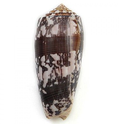 Coquillage conus striatus - Tailles diverses