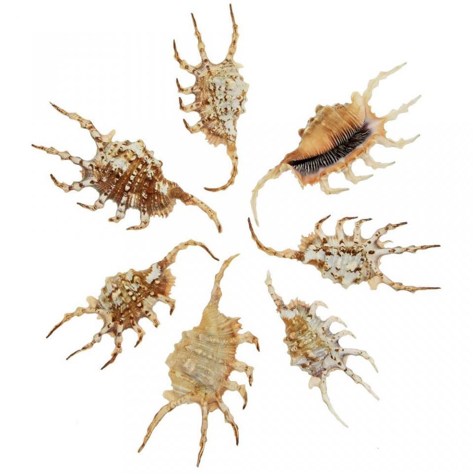 Coquillages lambis scorpio - 11 à 15 cm - Lot de 2