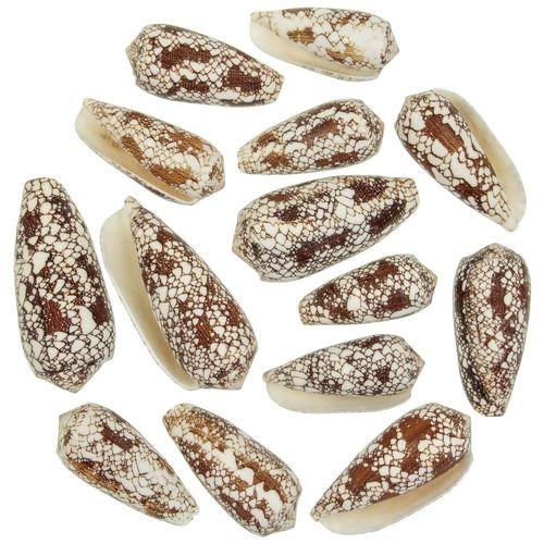 Coquillages conus omaria - 5 à 8 cm - Lot de 5