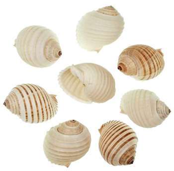 Coquillages tonna allium - 8 à 10 cm - Lot de 2 Coquillages tonna allium -