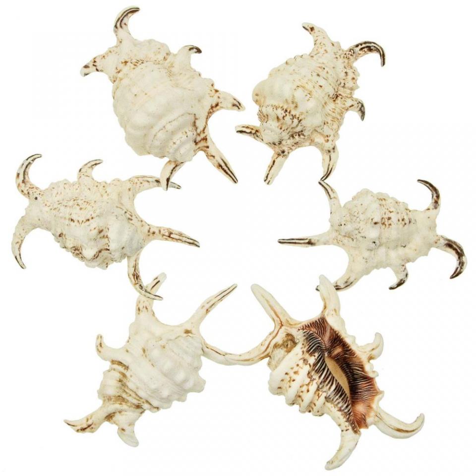 Coquillages lambis arthritica - 11 à 13 cm - Lot d
