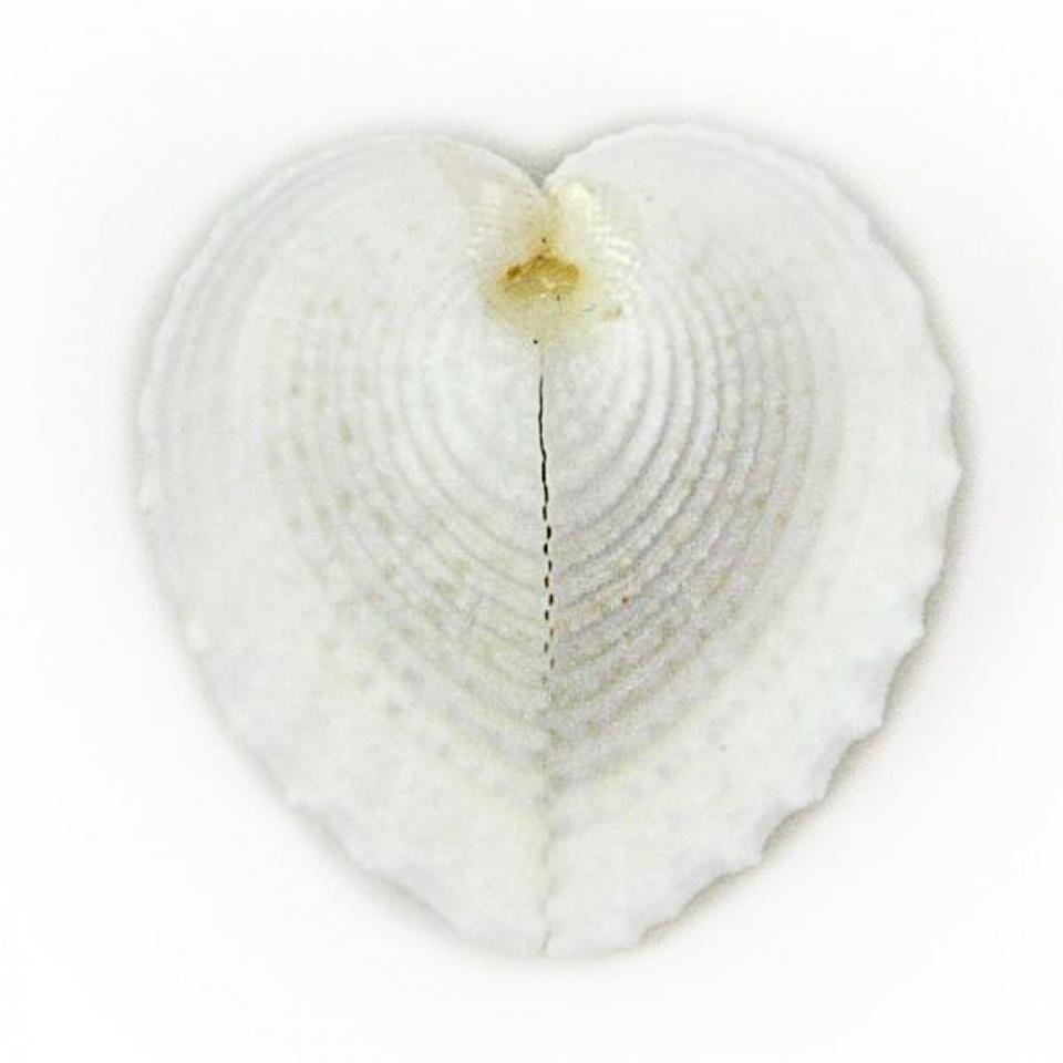 Coquillage corculum cardissa - Tailles diverses