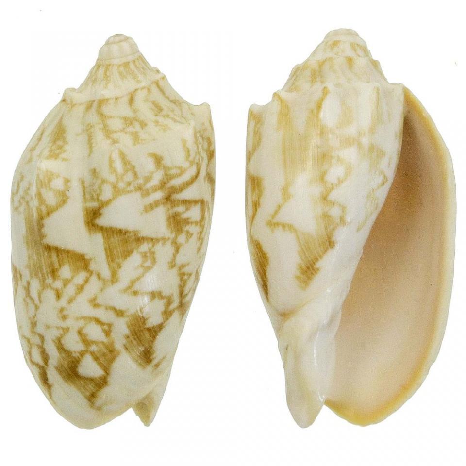 Coquillages cymbiola vespertilio - 7 à 9 cm - Lot