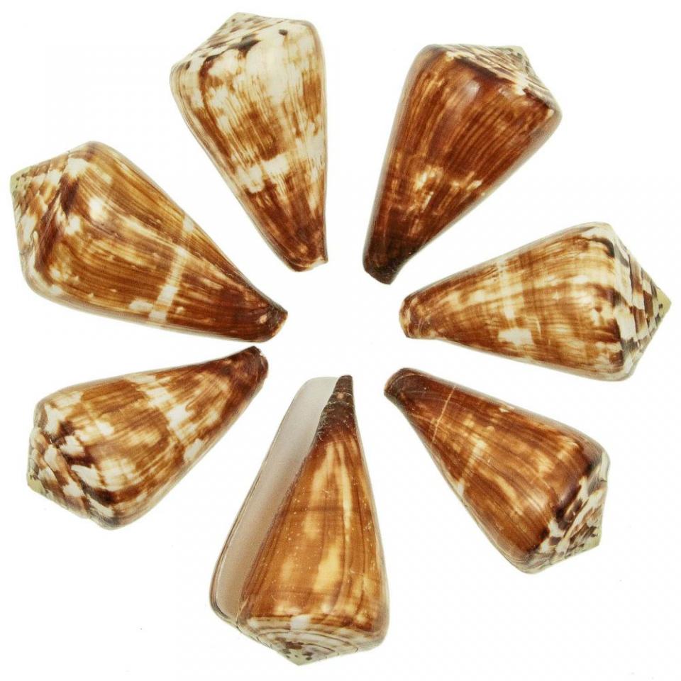 Coquillages conus vexillum polis - 8 à 10 cm - lot