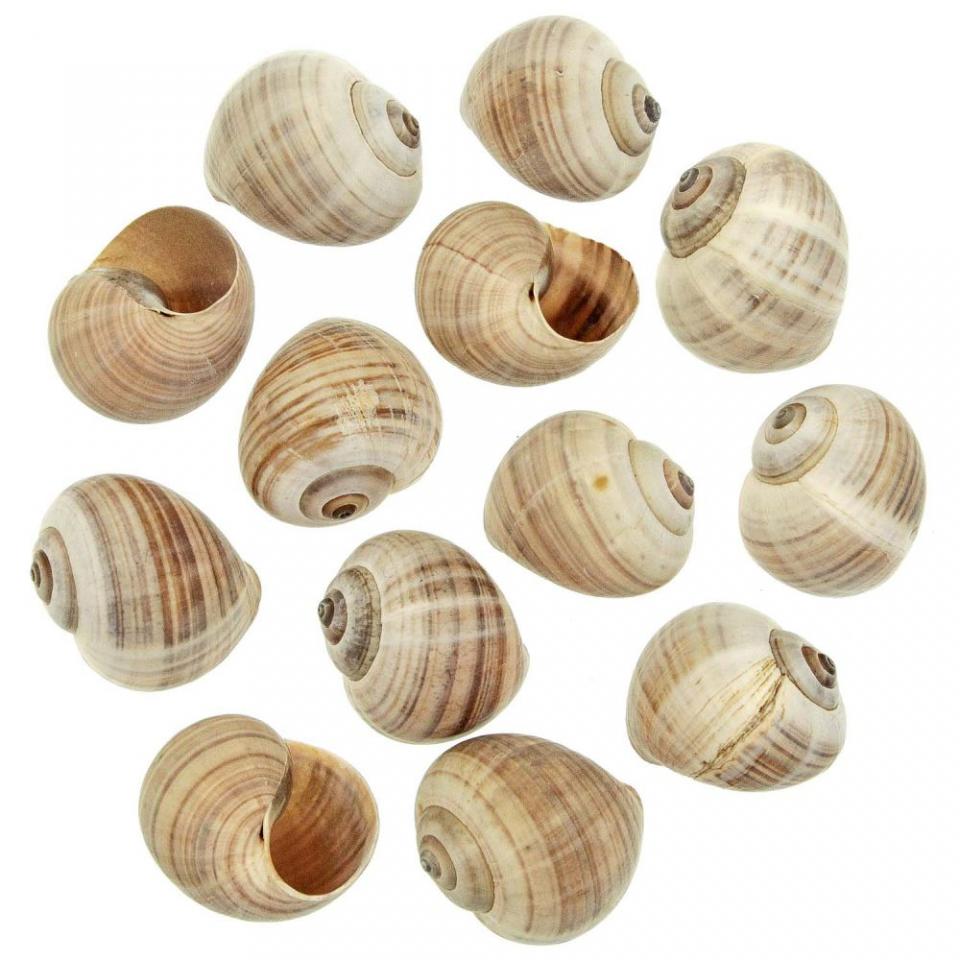 Coquillages pila ampullacea - 4 à 5 cm - Lot de 5