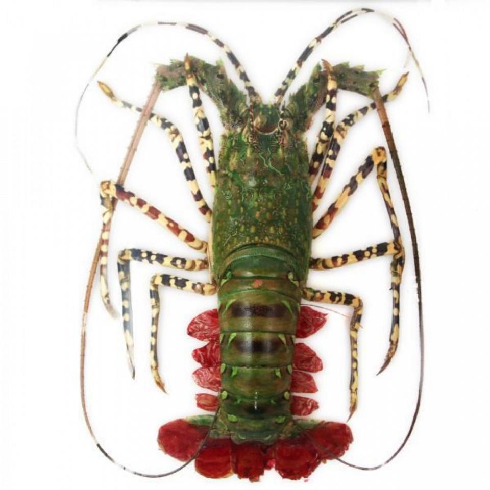 Langouste naturalisée - Tailles diverses