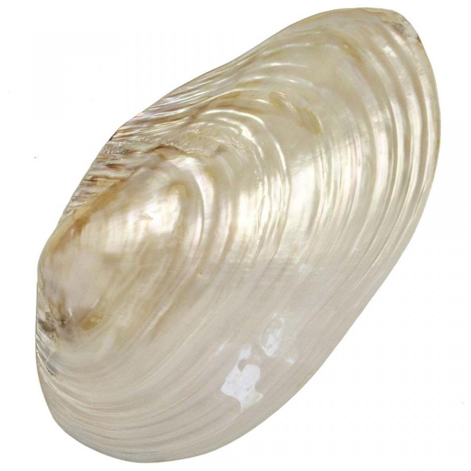 Coquillage mussel nacré entier - Tailles diverses