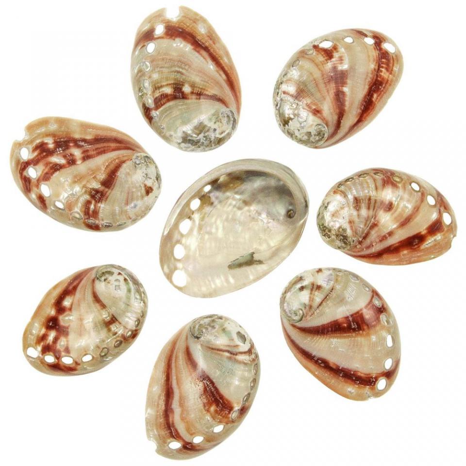 Coquillages haliotis rufescens polis - 8 à 10 cm -