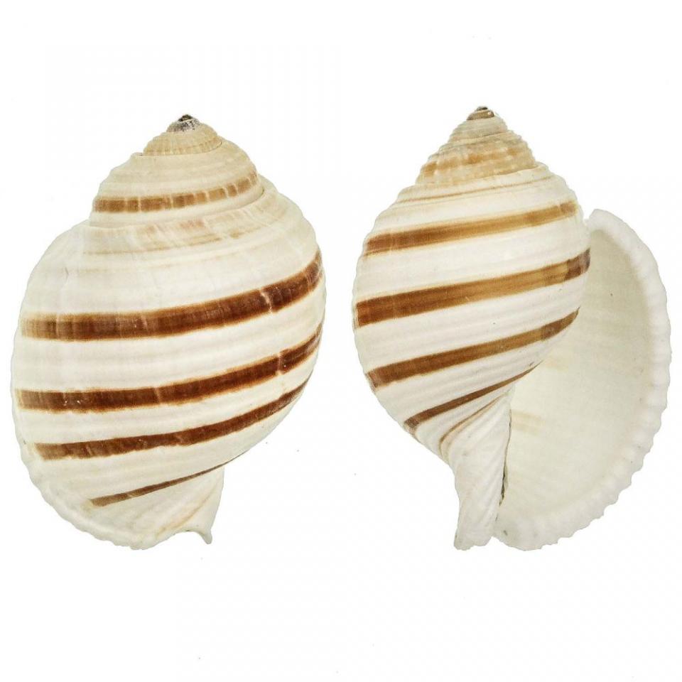 Coquillage tonna sulcosa - Tailles diverses