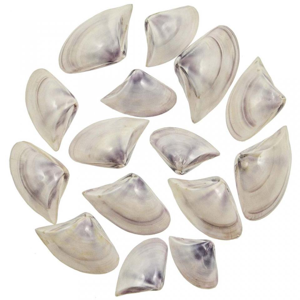 Coquillages donax scrotum polis entiers - 5 à 7 cm