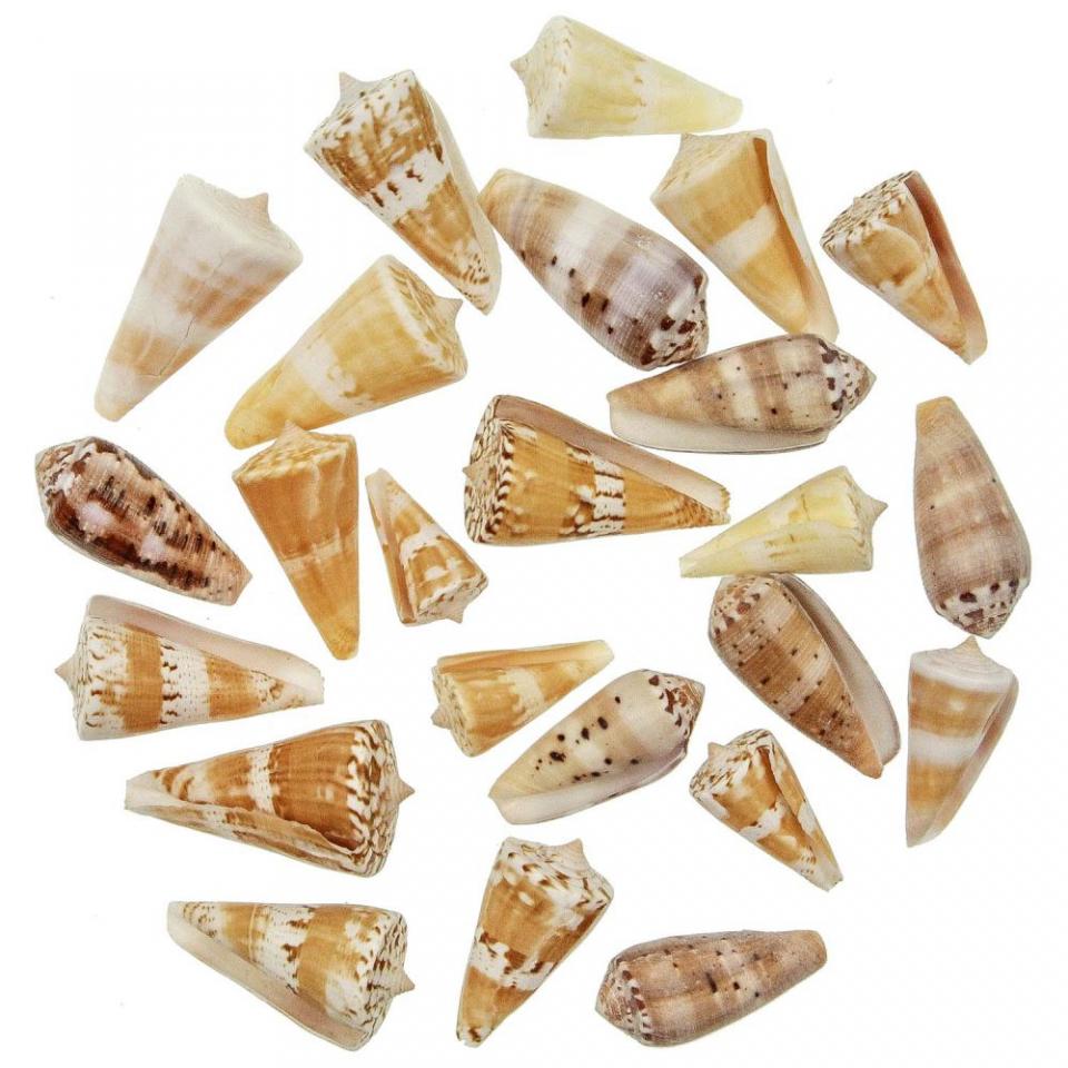 Coquillages conus voluminaris - 3 à 5 cm - Lot de
