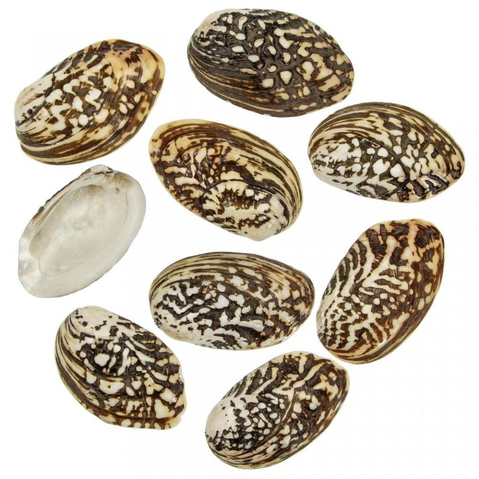 Coquillages mussel species polis - 7 à 9 cm - Lot