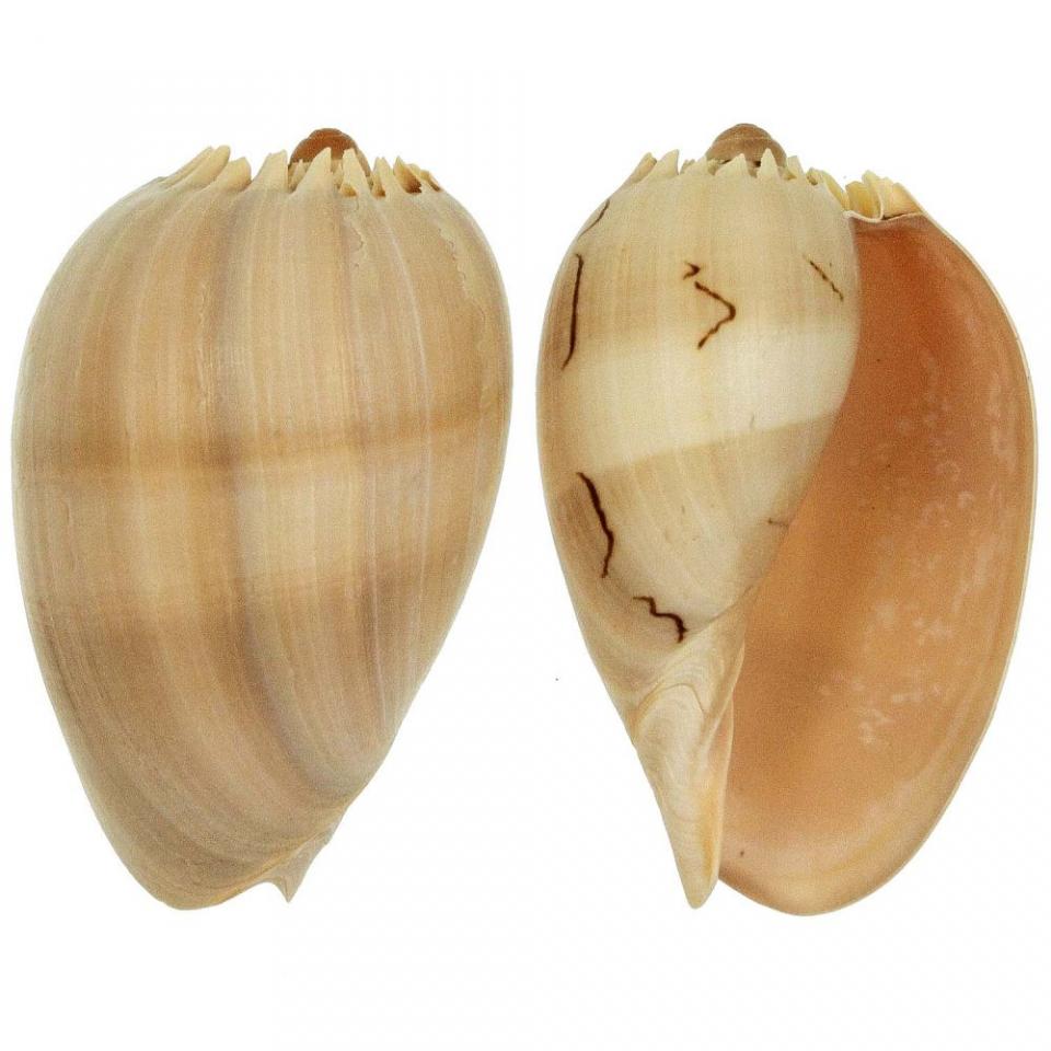 Coquillage voluta melo diadema - Tailles diverses