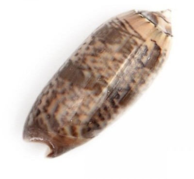 Coquillage oliva funebralis - Tailles diverses
