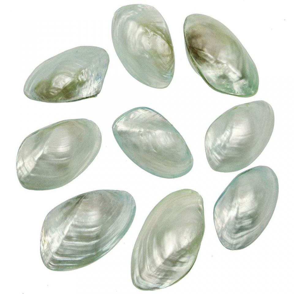 Coquillages mussel nacrés polis bleus entiers - 6