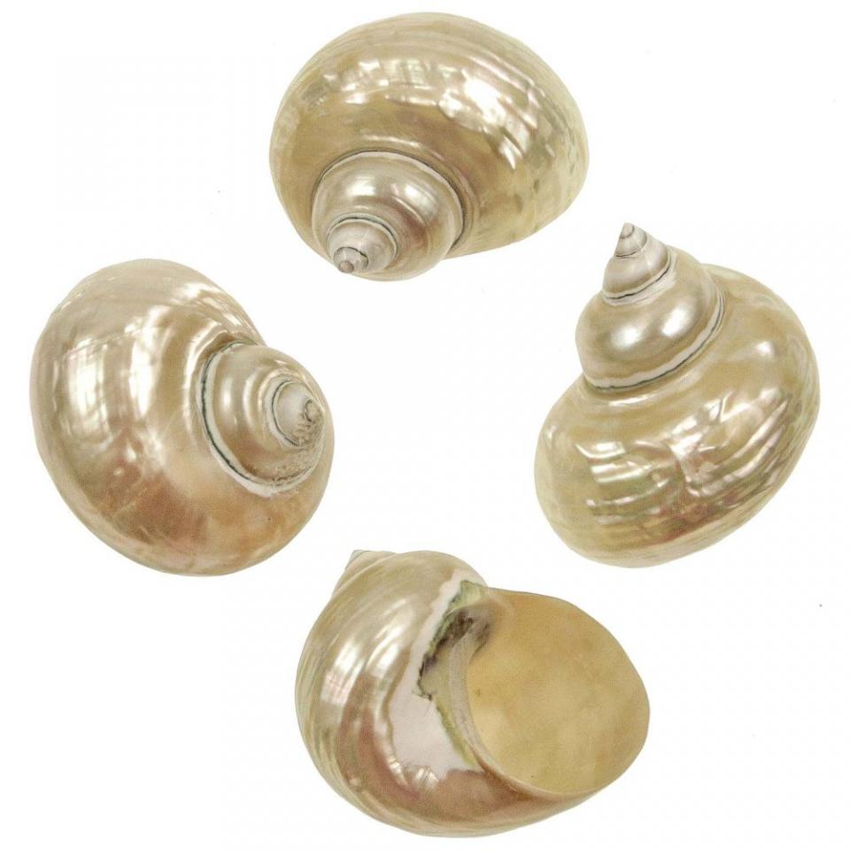 Coquillage turbo jade nacré - Tailles diverses