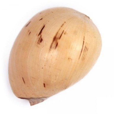 Coquillage voluta melo melo - Tailles diverses