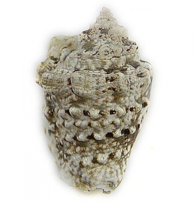 Coquillage strombus lentiginosus - Tailles diverse