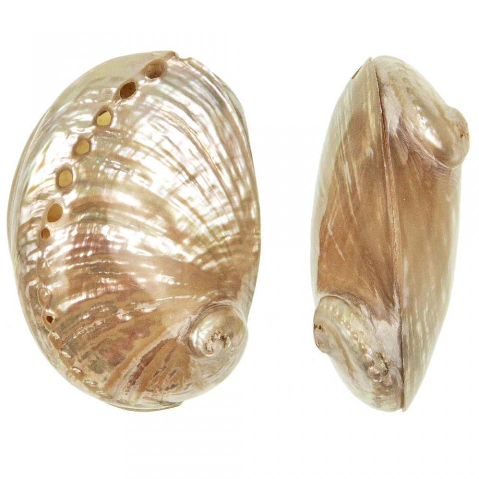 Coquillage haliotis laevigata nacré entier - Taill