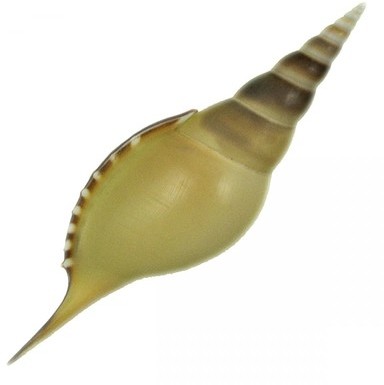Coquillage tibia martini - Tailles diverses