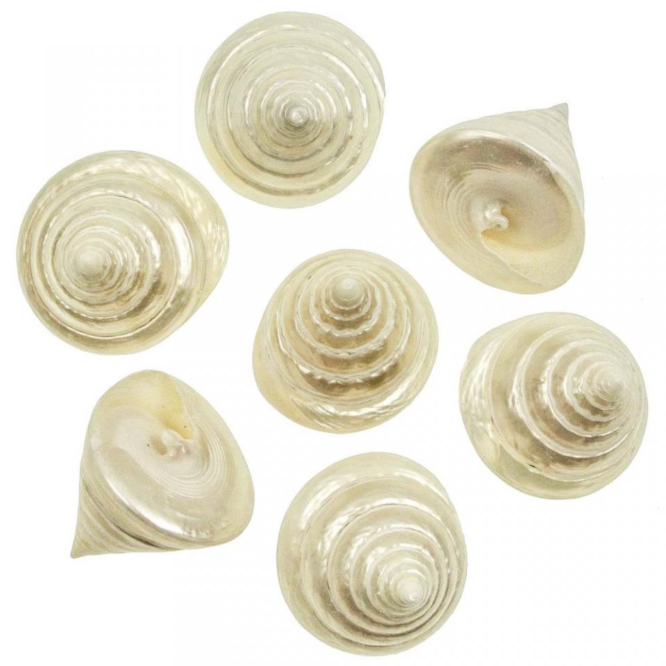Coquillages tectus pyramis nacrés - 6 à 7 cm - lot