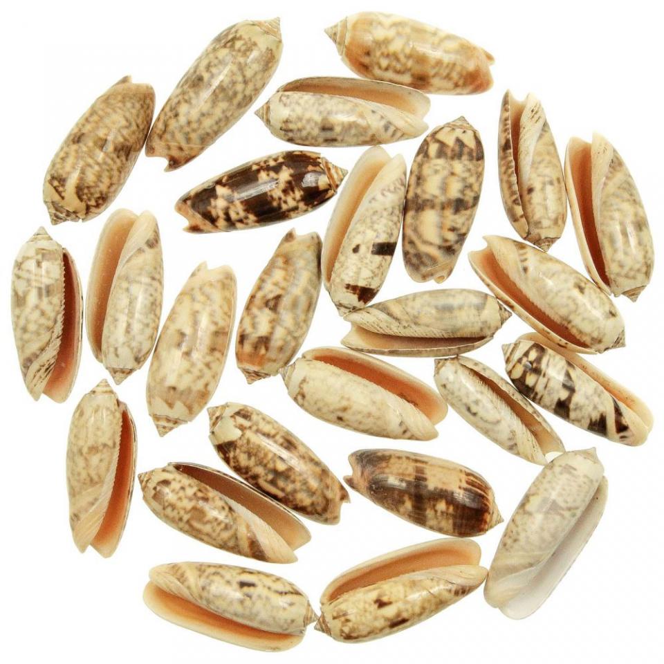 Coquillages oliva miniacea - 5 à 6 cm - Lot de 5