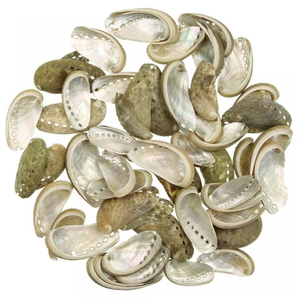 Coquillages haliotis asinina - 3 à 6 cm - 100 gram