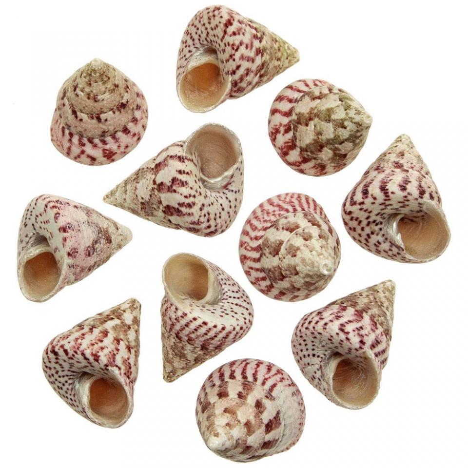 Coquillages trochus maculatus strawberry - 4 à 5 c