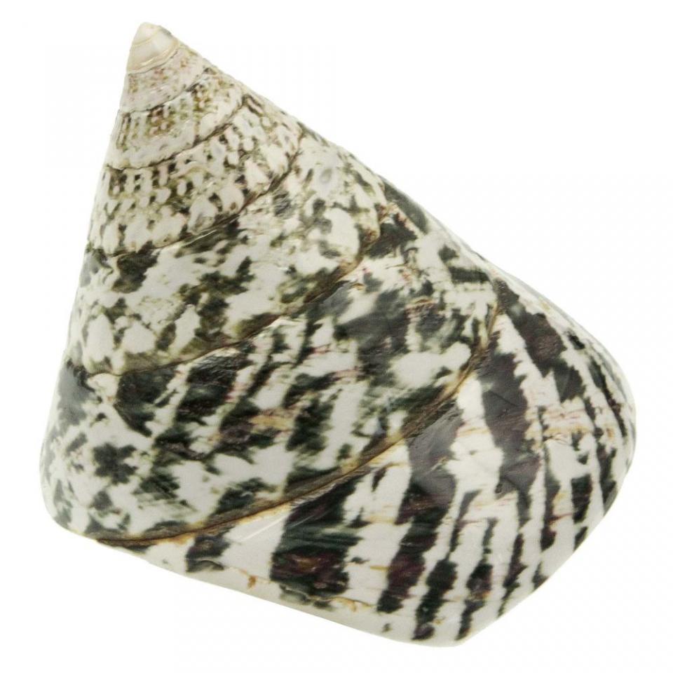 Coquillage trochus nicolitus poli - Tailles divers