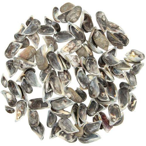 Coquillages mytilus - 2 à 3 cm - 100 grammes