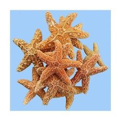 ETOILE DE MER SUGAR 2.5/5 CM