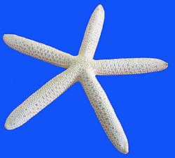 ETOILE DE MER LONG BRAS BLANCHIE 20/25 cm
