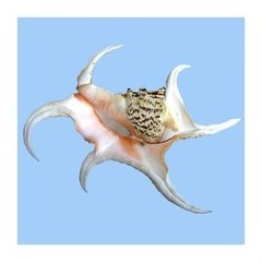 LAMBRIS CHIRAGRA