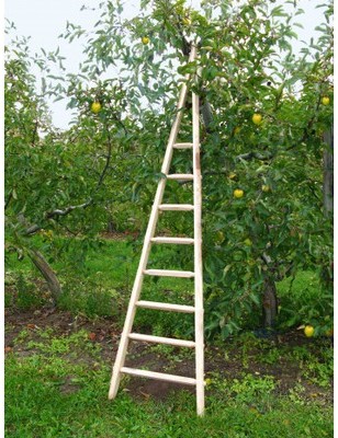 Echelle arboricole en bois 3 m