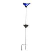 Moineau solaire bleu Moineau solaire bleu