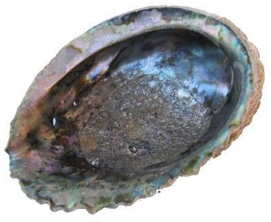 Coquille Ormeau - Coquille Abalone corrugata natur