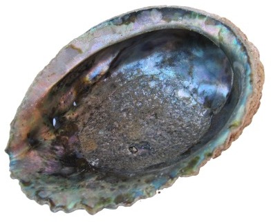 Coquille Ormeau - Coquille Abalone corrugata natur
