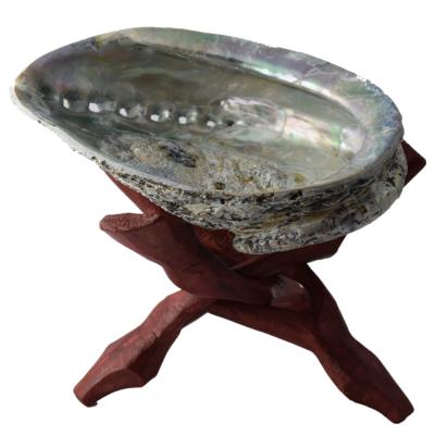 Coquille Ormeau - Coquille Abalone sur support