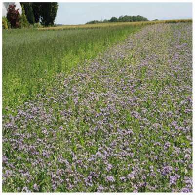 Engrais vert Mélange améliorant annuel, 500g, AB,