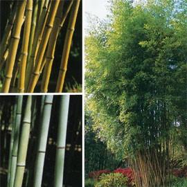 Bambou géant : Phyllostachys nigra Henonis