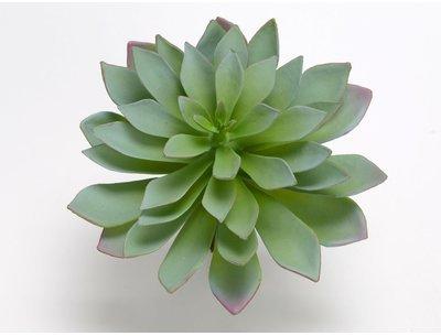 Plante artificielle echeveria sahara vert H 21cm NATURE Plante artificielle echeveria