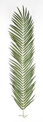 Feuille de Palmier Phoenix artificielle en tissu H