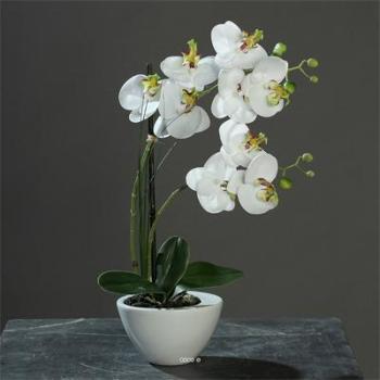 Orchidee artificielle 2 hampes Blanc vert bol Cera