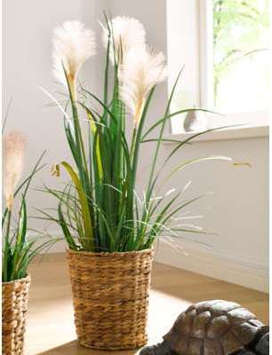 Herbe de la pampa IGEA vert