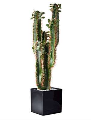 Cactus Euphorbia 75 cm vert
