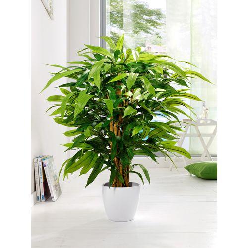 Ficus