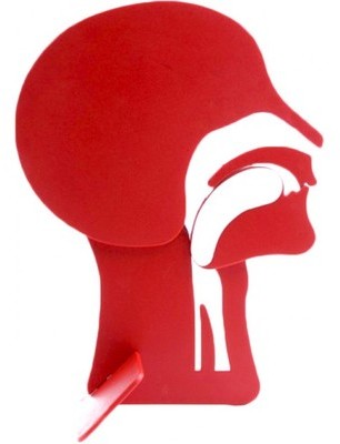 Tête en coupe