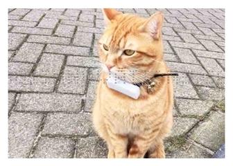 Tracker GPS Weenect pour chats Tracker GPS Weenect pour chats
